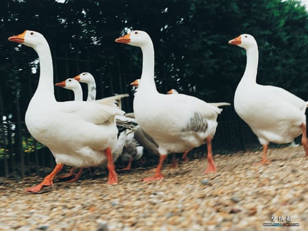 Gaggle of Geese - farm animals, white geese, birds