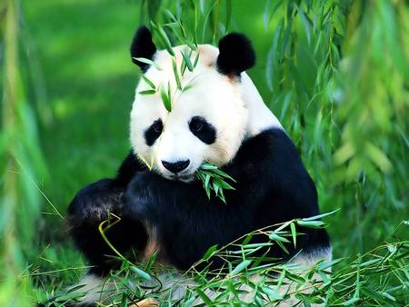 Panda Bear - eating bamboo, panda bear