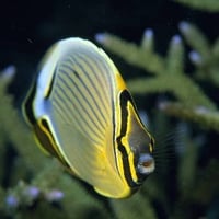 Butterfly Fish