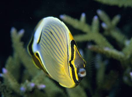 Butterfly Fish - coral reef, ocean, butterfly fish