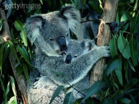 Koala and baby - koala bear, baby, eucalyptus tree