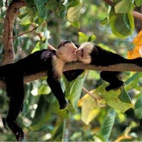 Kissing Monkeys