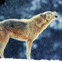 Howling Wolf