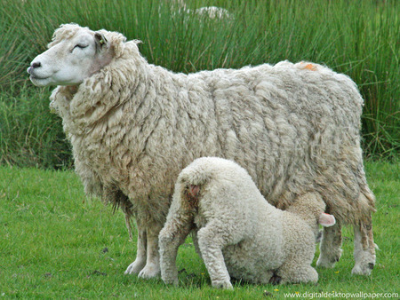 Little Lamb - lamb feeding, grass, sheep