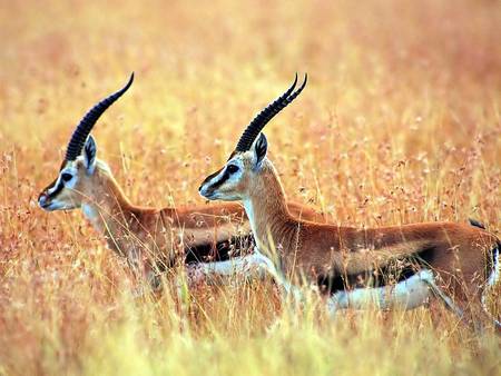 Antelopes in tall grass - dry tall grass, antelopes