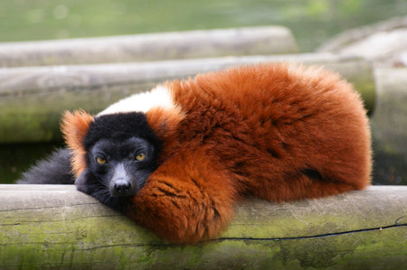 Resting Lemur - zoo, lemur, logs