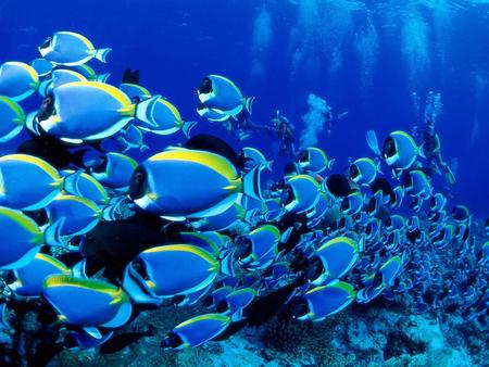 Marine Life - blue fish, coral reef, ocean