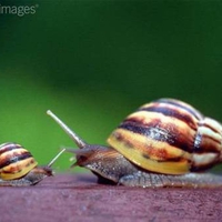 Mama and baby snail