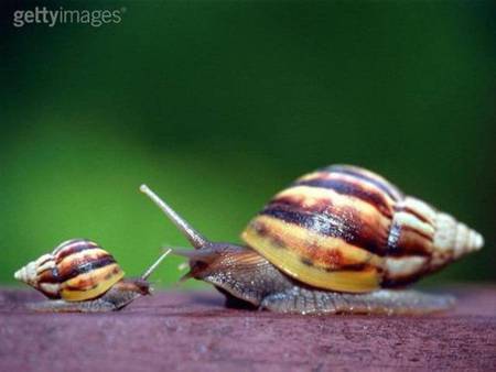 Mama and baby snail - snails, baby