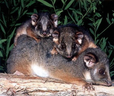 Ringtail Possums - 2 baby possums, branch, mother possum, leaves