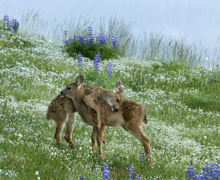 Hugging Fawns - flowering grass, hugging, olympic national park, 2 fawns