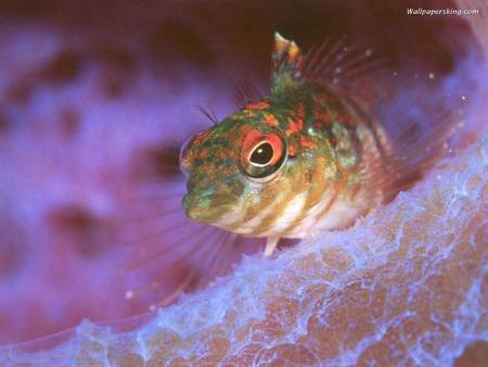 Bit Fishy - reef fish, ocean