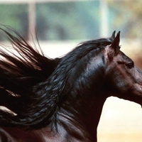 Beautiful Stallion