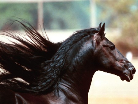 Beautiful Stallion - bay coloured, horse, stallion