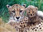 Cheetah and her cub