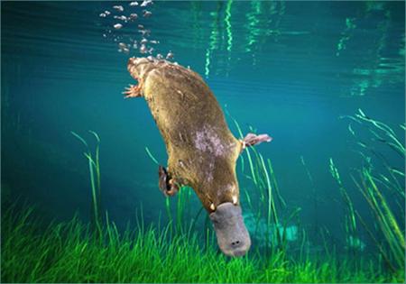 Platypus Diving - stream, diving, platypus, swimming