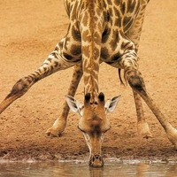 Giraffe Legs