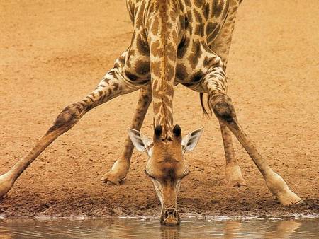 Giraffe Legs - drinking hole, giraffe drinking, dry arid plains