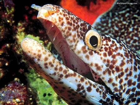 Spotty Eel - ocean, reef, eel head