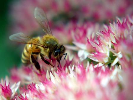 Bee getting nectar - bee, nectar, pink flowers