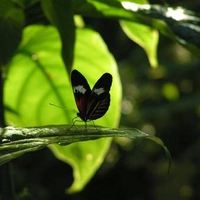 Madeira Butterfly