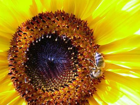 Bee on a sunflower - bee, sunflower