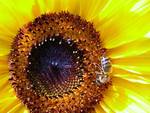 Bee on a sunflower