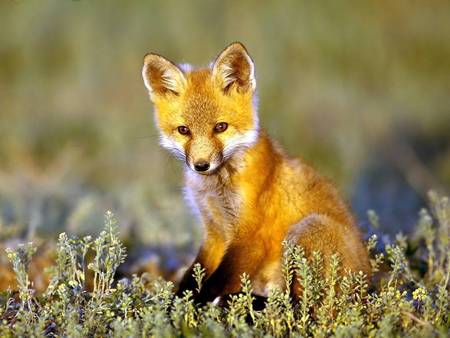 Little Foxy - fox cub, grass plains