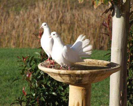 Pigeons in the birdbath - 2 white pigeons, birdbath, garden