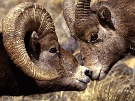 Mountain Goats - mountain goats, rocks