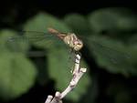 Dragonfly Closeup