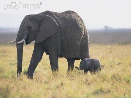 New Baby - dry grass, mother elephant, calf