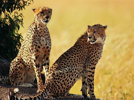 2 Cheetahs - dry grass, african plains, 2 cheetahs