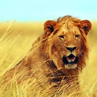 Lion in the grass