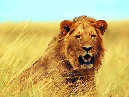 Lion in the grass - lion, dry long grass