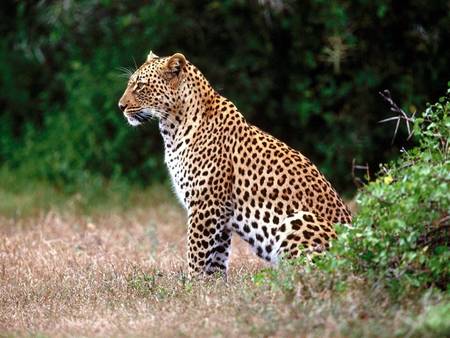 Leopard Spots - dry grass, leopard, bushes