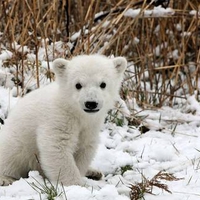 Polar Bear Cub