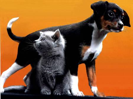 Puppy and Kitten - puppy, dog, grey cat, kitten