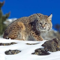 Lynx in the snow