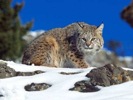 Lynx in the snow - snow, lynx, mountain, rocks, big cat