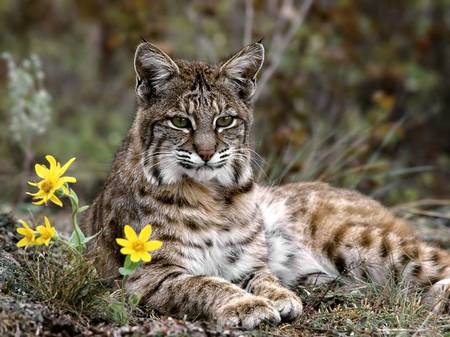 Lynx Resting - dry grass, resting, lynx, yellow flowers