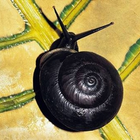 Black Snail