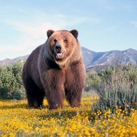 Big Brown Bear