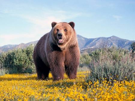 Big Brown Bear - bushes, mountains, yellow flowers, brown bear