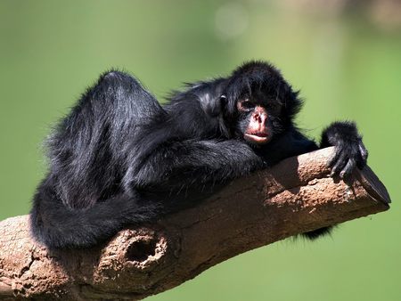 Black Spider Monkey - black, spider monkey, hugging branch