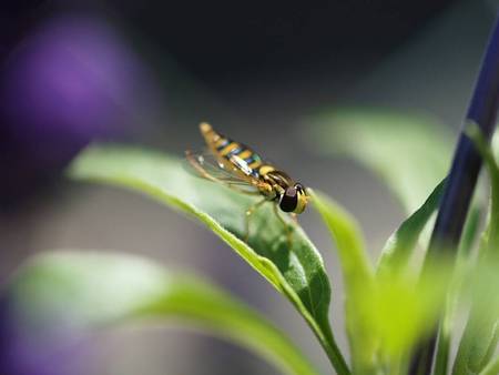 Insect on leaf - leaves, plant, striped insect, colourful