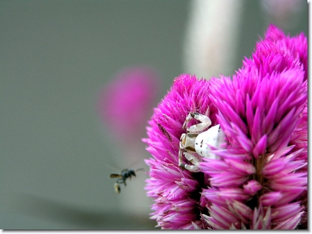 Crab Spider - pink flower, bee, crab spider