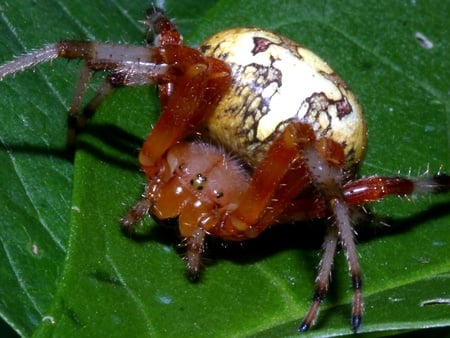 Marbled Spider - marbled spider, green leaves