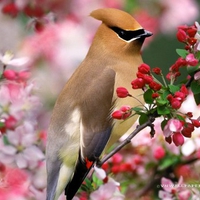 beautiful bird 