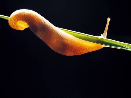 Slippery Slug - slug, green stalk